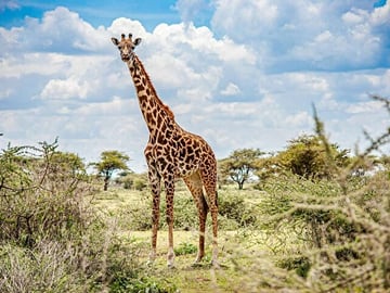 Explore Nairobi National Park and Giraffe Centre in a day Tour