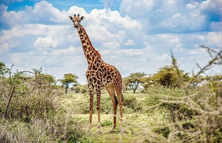 Explore Nairobi National Park and Giraffe Centre in a day Tour