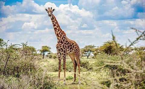 Explore Nairobi National Park and Giraffe Centre in a day Tour