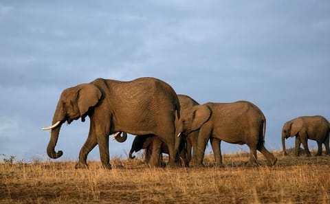Full Day Private Tour to Tsavo East Park from Mombasa