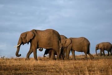 Full Day Private Tour to Tsavo East Park from Mombasa