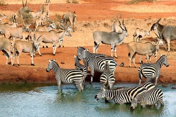 9-Night Kenya Wildlife Safari and Mombasa Diani Beach Holidays