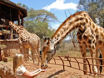 Day Tour to David Sheldrick Elephant Orphanage Trust & Giraffe Center