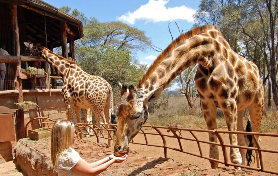 Day Tour to David Sheldrick Elephant Orphanage Trust & Giraffe Center