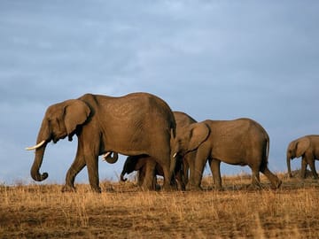3 Days Private Safari to Tsavo West and East Park from Mombasa