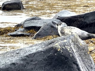 Snæfellsnes Peninsula Private Guided Tour, photo 22