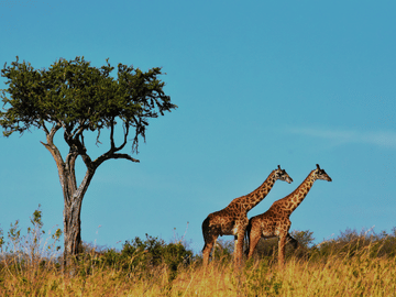 4-Day Safari Adventure in Anantya Serengeti, Tanzania