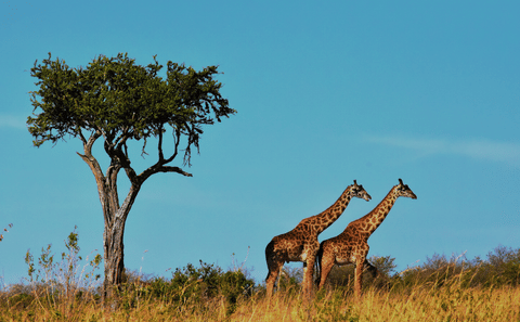4-Day Safari Adventure in Anantya Serengeti, Tanzania