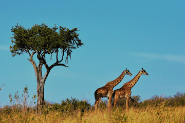 4-Day Safari Adventure in Anantya Serengeti, Tanzania