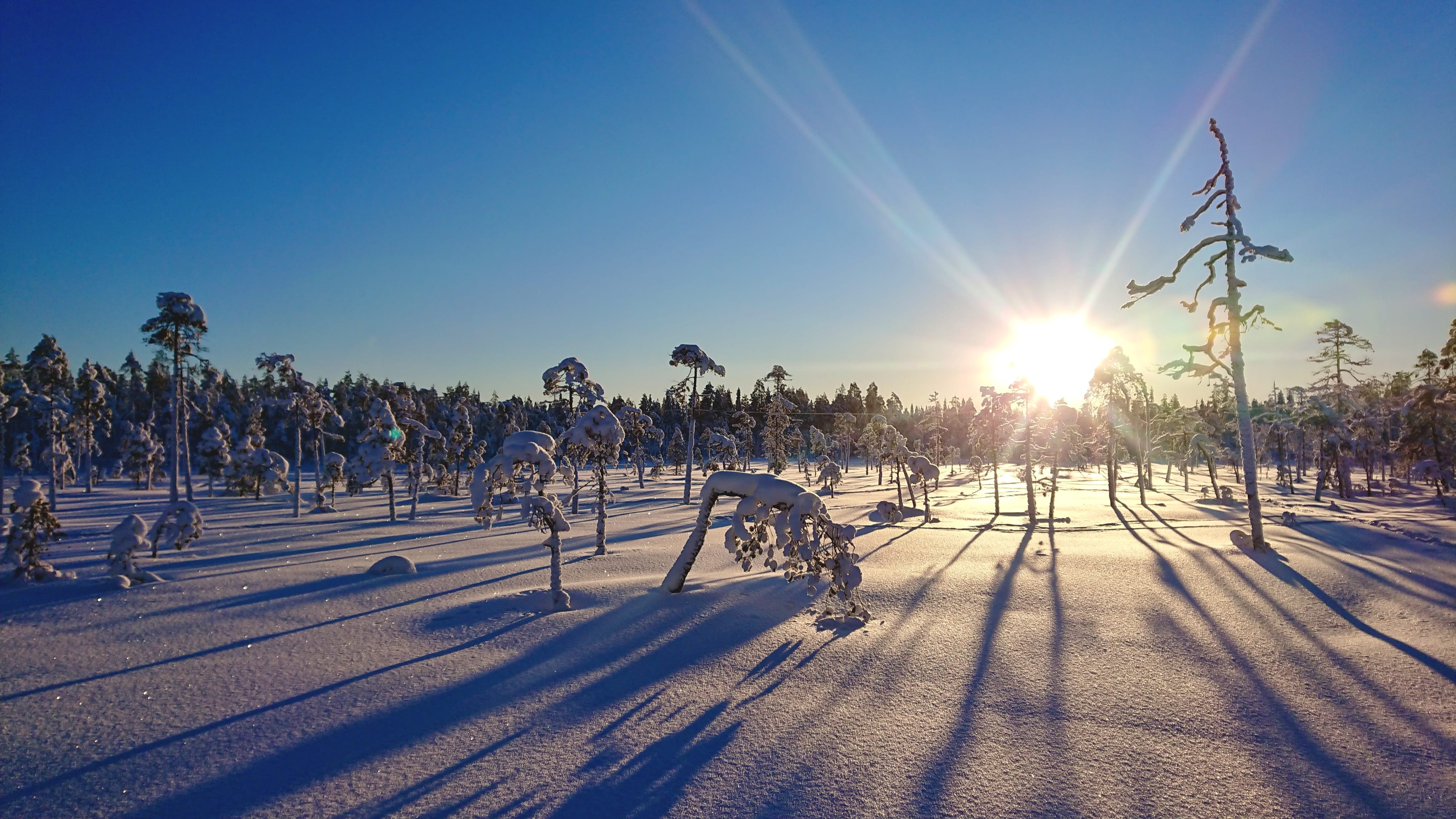 Lapland night snowshoe — Snowshoeing through snowy forest on a dark winter night.