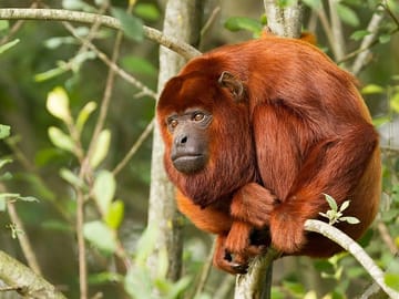 4-Day Nature and Wildlife Tour in Puerto Maldonado