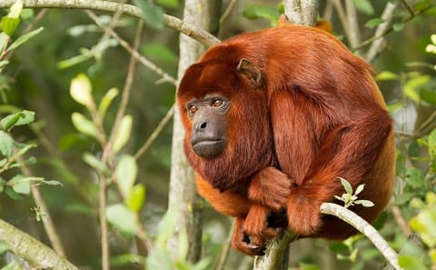 4-Day Nature and Wildlife Tour in Puerto Maldonado