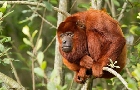 4-Day Nature and Wildlife Tour in Puerto Maldonado
