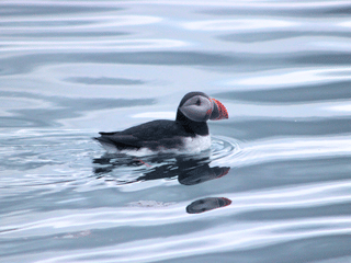 Húsavík: Small-Family Run, Responsible Whale Watching, photo 19