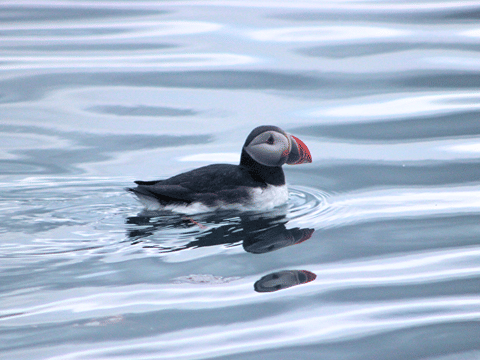 Húsavík: Whale Watching Tour with Heated Indoor Seating, photo 19