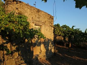 Wine Tasting & Medieval Town Visit at Castelli Romani