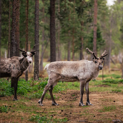 Midnight Sun E-Fat Bike & Reindeer Experience - Image 2