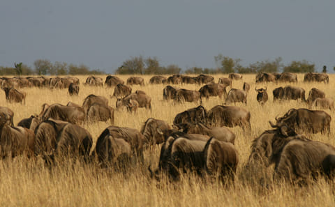 9-Day Honeymoon Safari Adventure in Nairobi, Kenya
