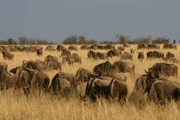 9-Day Honeymoon Safari Adventure in Nairobi, Kenya