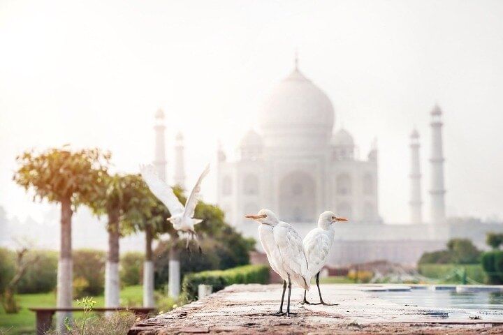 Taj Mahal bird tour