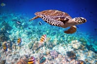 Prison Island & The Love Island - Full Day Tour in Zanzibar 9