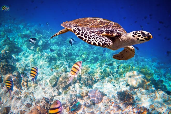 Prison Island & The Love Island - Full Day Tour in Zanzibar 9