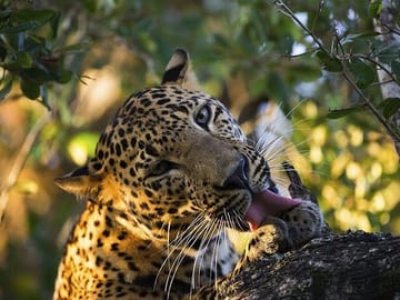 Leopard and Elephant Safari in Yala and Udawalawe National Parks