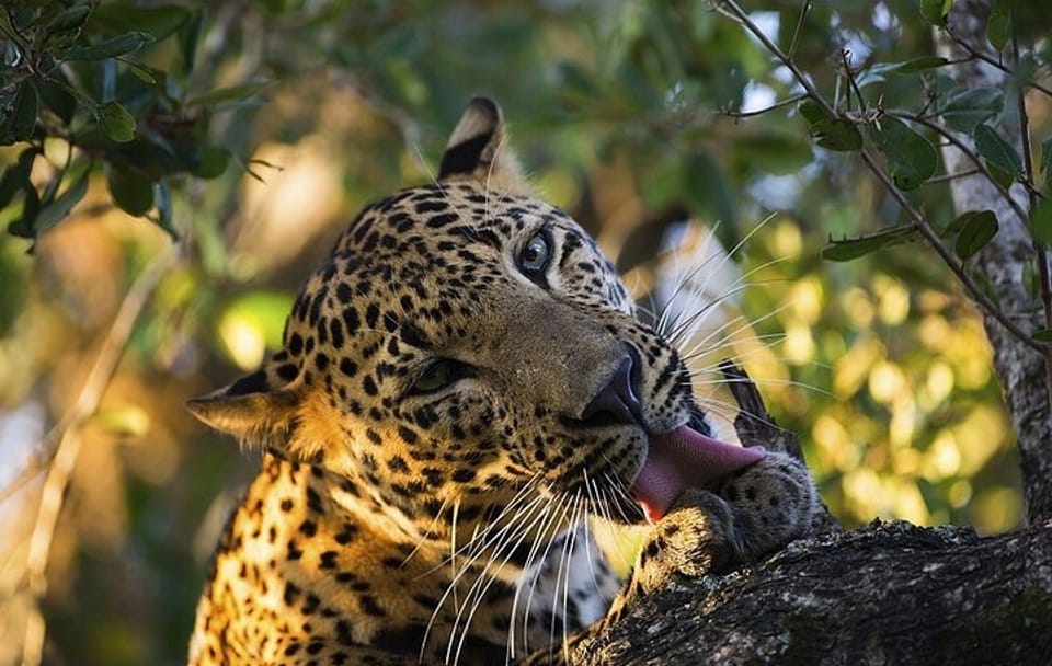 Sri Lanka Leopards and Elephants Safari Yala and Udawalawe