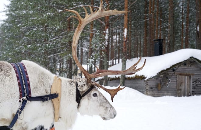 Long Reindeer Safari in the nature of Lapland (sleigh ride about 50-60 min)
