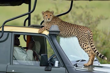 Samburu National Reserve and Lake Nakuru 4-Day Safari