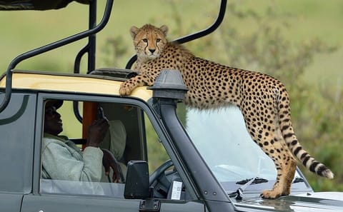 Samburu National Reserve and Lake Nakuru 4-Day Safari