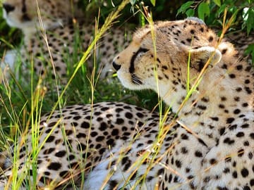 Cheetah in Masai Mara