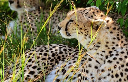 2-Day Safari Adventure in Lake Manyara and Ngorongoro Crater