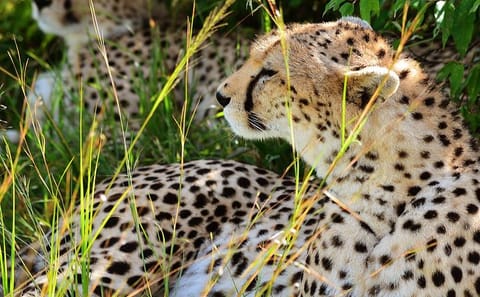 2-Day Safari Adventure in Lake Manyara and Ngorongoro Crater