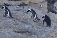 Penguins at Boulder's Beach