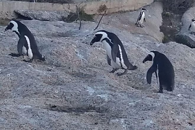 Penguins at Boulder's Beach