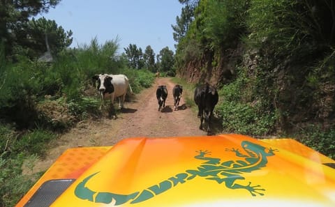 4X4 Full-Day Tour of Calheta and Derweze Craters of Fire
