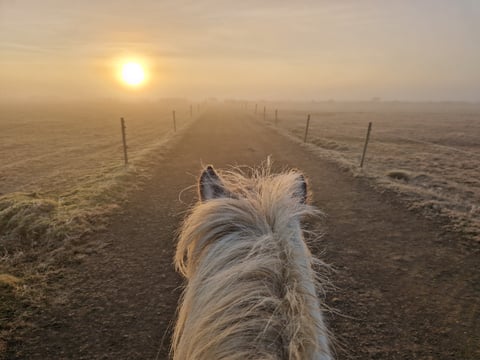 04D - Riding and Gullfoss, Geysir & Þingvellir