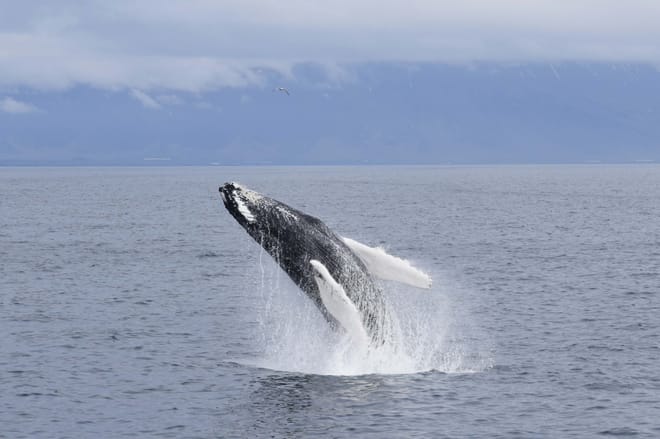 Whale watching