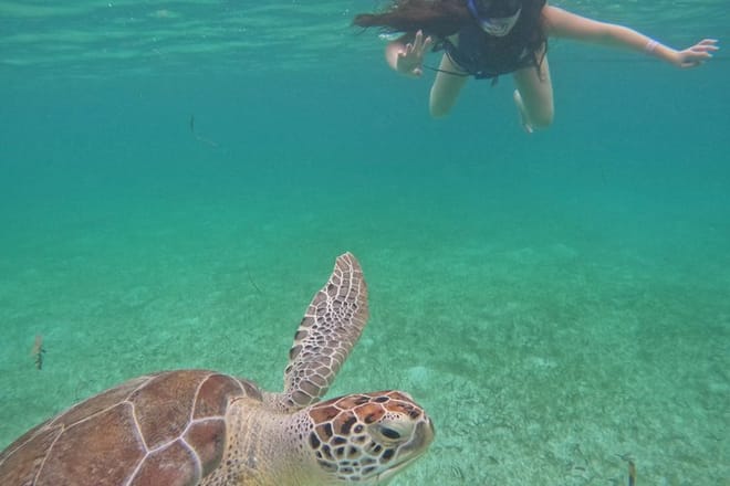 Santuario de tortugas Akumal Snorkel Experiencia marina