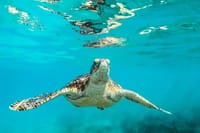 Isla Mujeres 4-in-1 Catamaran: Snorkel, Beach Club & Open Bar 7
