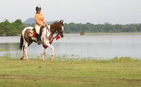 Half-Day Horse Riding Tour in Dambulla and Sigiriya
