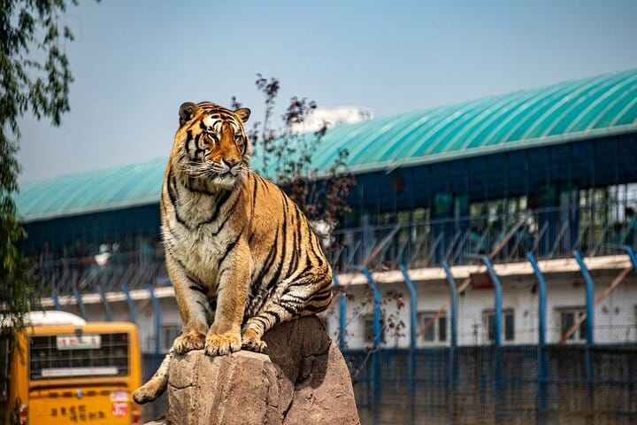 A Roaring Adventure: Harbin's Siberian Tiger Zoo