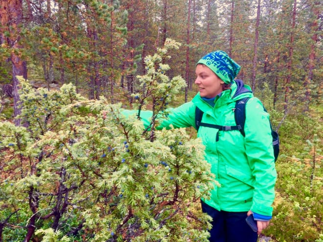 Goods of the Forest – Picking Trip of the Season’s Berries or Mushrooms, 3 Hours photo 3