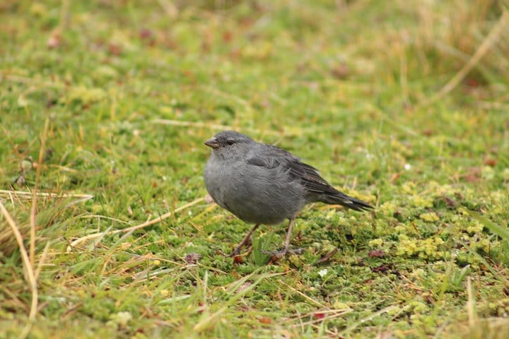 privated tour Antisana Volcano and Bird watching for begginers