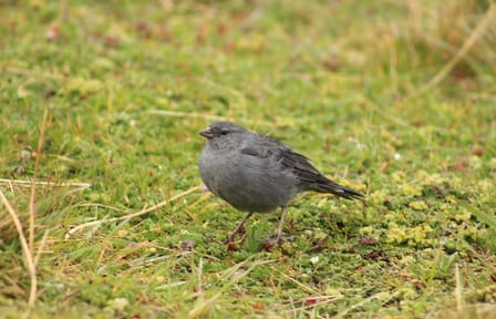 Private Antisana Volcano Tour and Bird Watching in Ecuador
