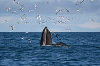 Reykjavík Whales & Snorkeling 3
