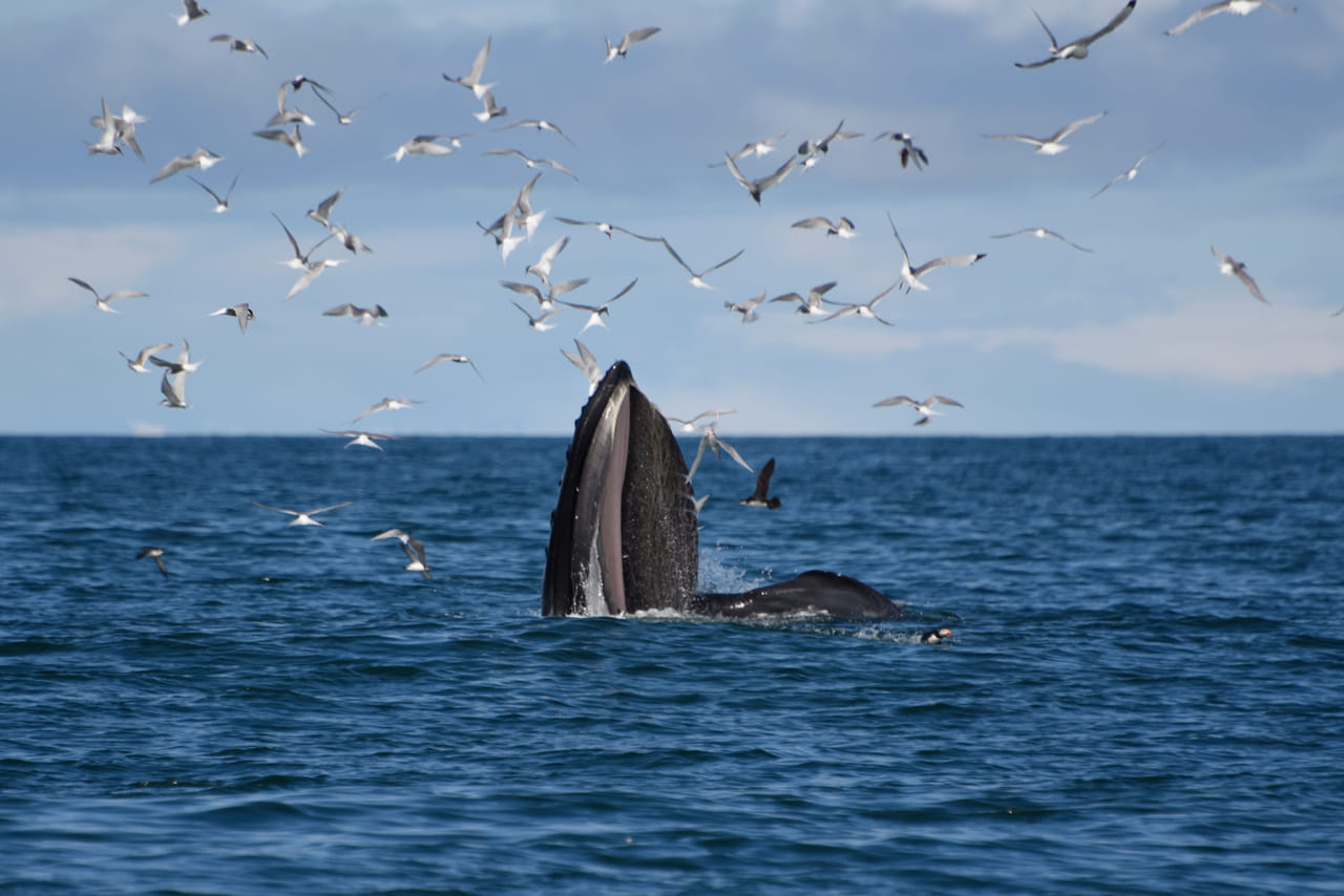 Reykjavík Whales & Snorkeling 3