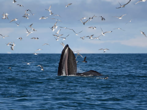 Reykjavík Whales & Snorkeling, photo 3