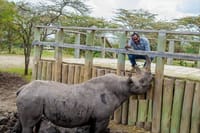 Samsons Safaris' s Director with Baraka the black rhino